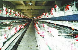 正羽禽业&nbsp;凤凰涅槃(图1)