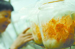 女工邹玉华创业记(图1) 女工邹玉华创业记(图1)